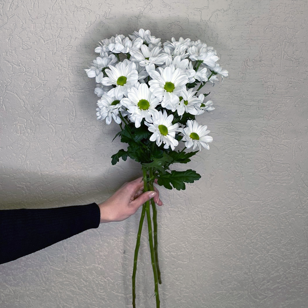 Белые хризантемы 3 шт. купить за 600 руб. в Пензе с доставкой