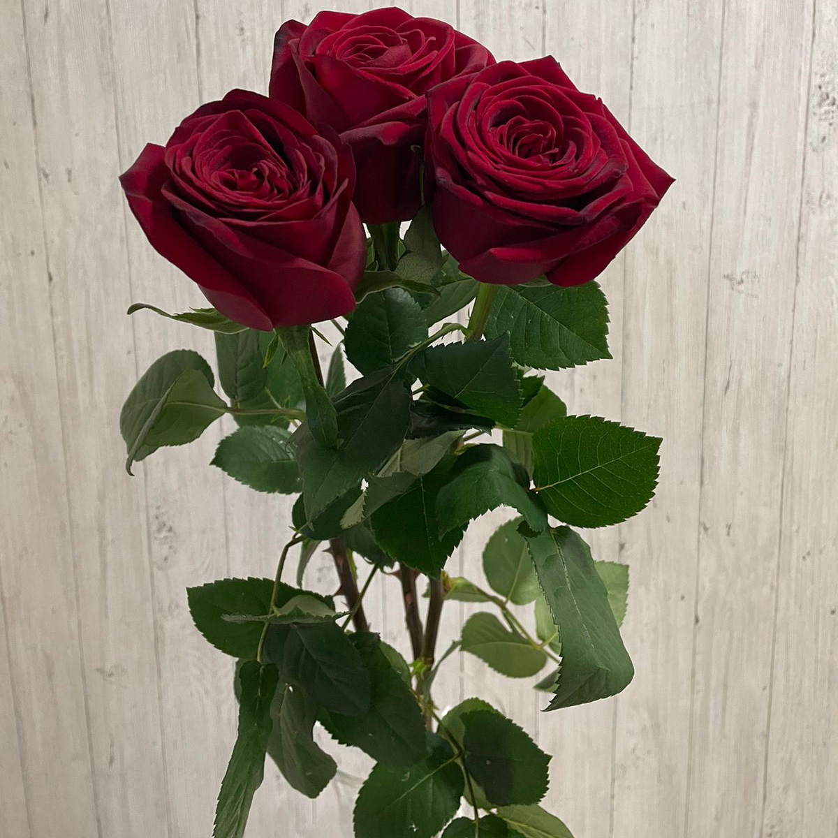 Купить букет из 3 красных роз в Пензе, российские розы